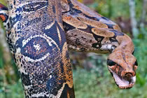 Điểm các loài bò sát thống trị thế giới động vật