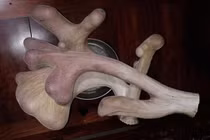 Cận cảnh cặp nhung hươu siêu khủng, nặng nhất Việt Nam