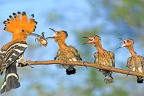 Điều thú vị về chim đầu rìu lạ nhất TG có ở VN