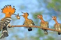 Điều thú vị về chim đầu rìu lạ nhất TG có ở VN