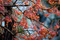 Khám phá bất ngờ cây ô môi quen thuộc với người miền Nam