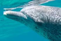 Kỳ lạ cá heo uống nước tiểu của nhau, chuyên gia lý giải "sốc" 