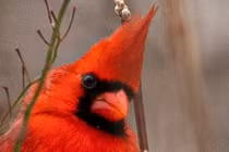 Ảnh độc: Bắt trọn khoảnh khắc động vật hoang dã "lạc bước" vào thành thị