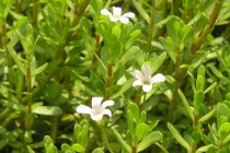 Khám phá bất ngờ về cây rau đắng