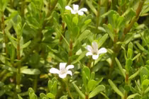 Khám phá bất ngờ về cây rau đắng