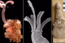 Tận mục giun zoombie khoái ăn xương động vật thời tiền sử 