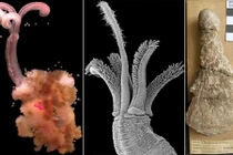 Tận mục giun zoombie khoái ăn xương động vật thời tiền sử 