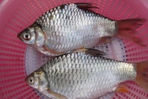 Sự thật ít người biết về cá mè