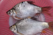 Sự thật ít người biết về cá mè