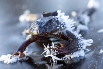 Những trường hợp động vật bị đóng băng gây sốc