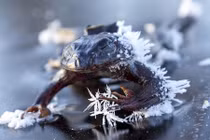 Những trường hợp động vật bị đóng băng gây sốc