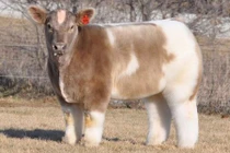 Kỳ lạ giống bò hình vuông, thoạt nhìn tưởng thú nhồi bông “khủng“