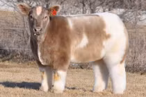 Kỳ lạ giống bò hình vuông, thoạt nhìn tưởng thú nhồi bông “khủng“