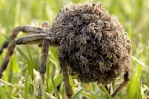 Những động vật không thể ngờ là bà mẹ tốt 