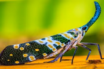 Tận mục kỳ lân đẹp tuyệt vời trong thế giới côn trùng 