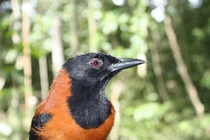 “Ngả mũ” trước quái chiêu tự vệ láu cá của loài chim 