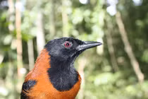 “Ngả mũ” trước quái chiêu tự vệ láu cá của loài chim 