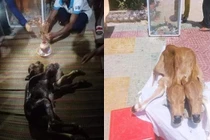 Bê 2 đầu được người dân vái lạy có thần thánh như lời đồn?