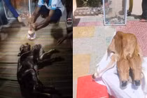 Bê 2 đầu được người dân vái lạy có thần thánh như lời đồn?