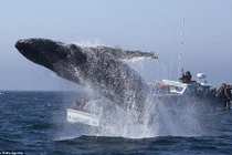 Cá voi nhảy tung bọt nước trắng xóa ngay trước mũi tàu