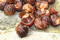 Điều bất ngờ về quả bồ hòn gây thích thú