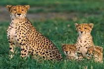 Sự thật gây kinh ngạc về loài báo đốm