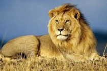 Khám phá mới về sư tử gây kinh ngạc