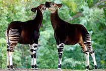 Kinh ngạc những loài động vật y như kỳ lân thật 