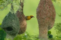 Điểm mặt những động vật chăm chỉ nhất hành tinh