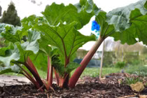 Điều kỳ thú về cây đại hoàng, cây thuốc quý chứa kịch độc