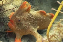 Chân dung loài cá đầu tiên vừa tuyệt chủng trong thời hiện đại