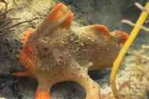 Chân dung loài cá đầu tiên vừa tuyệt chủng trong thời hiện đại