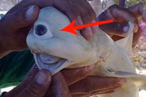 Tận mắt thấy 12 con vật kỳ dị như sinh vật ngoài hành tinh