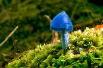 Tường tận loài nấm có mặt trên tờ tiền New Zealand