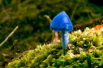 Tường tận loài nấm có mặt trên tờ tiền New Zealand