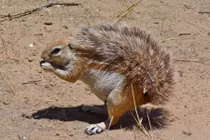 Kinh ngạc loài sóc "miễn nhiễm" rắn, thích lấy đuôi làm ô che nắng