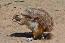 Kinh ngạc loài sóc "miễn nhiễm" rắn, thích lấy đuôi làm ô che nắng