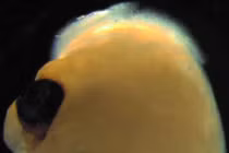 Top thí nghiệm kỳ lạ nhất trong năm 2021 khiến thế giới bất ngờ 