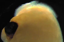 Top thí nghiệm kỳ lạ nhất trong năm 2021 khiến thế giới bất ngờ 