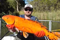 Bắt được cá vàng đột biến trở nên khổng lồ 