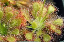 Bất ngờ thú vị về cây ăn thịt nổi tiếng