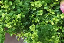 Bất ngờ sự thực cây tai chuột phổ biến ở Việt Nam 