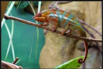 Điểm danh động vật lớn lên bằng cách lột da 