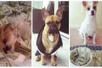 Những chú chó có cuộc sống vương giả khiến người ghen tị