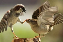 Những khám phá bất ngờ về loài chim sẻ