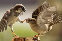 Những khám phá bất ngờ về loài chim sẻ