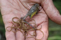 Sự thật rợn người về loài giun ký sinh “giun bờm ngựa”