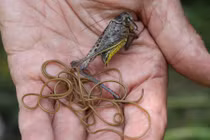 Sự thật rợn người về loài giun ký sinh “giun bờm ngựa”