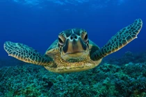 Điểm danh những động vật chịu cảnh “móm mém” suốt đời 