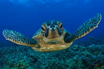 Điểm danh những động vật chịu cảnh “móm mém” suốt đời 